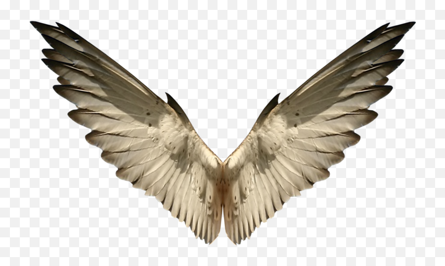 Angel Wings - Sparrow Wings Png,Bird Wings Png