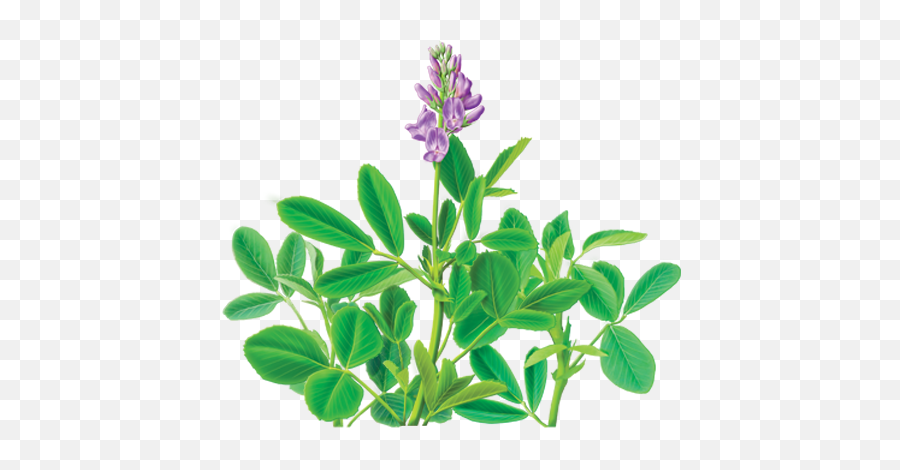 Alfalfa Png Transparent Image Svg Clip Art For Web - Alfalfa Plant Png,Blue Bonnet Icon