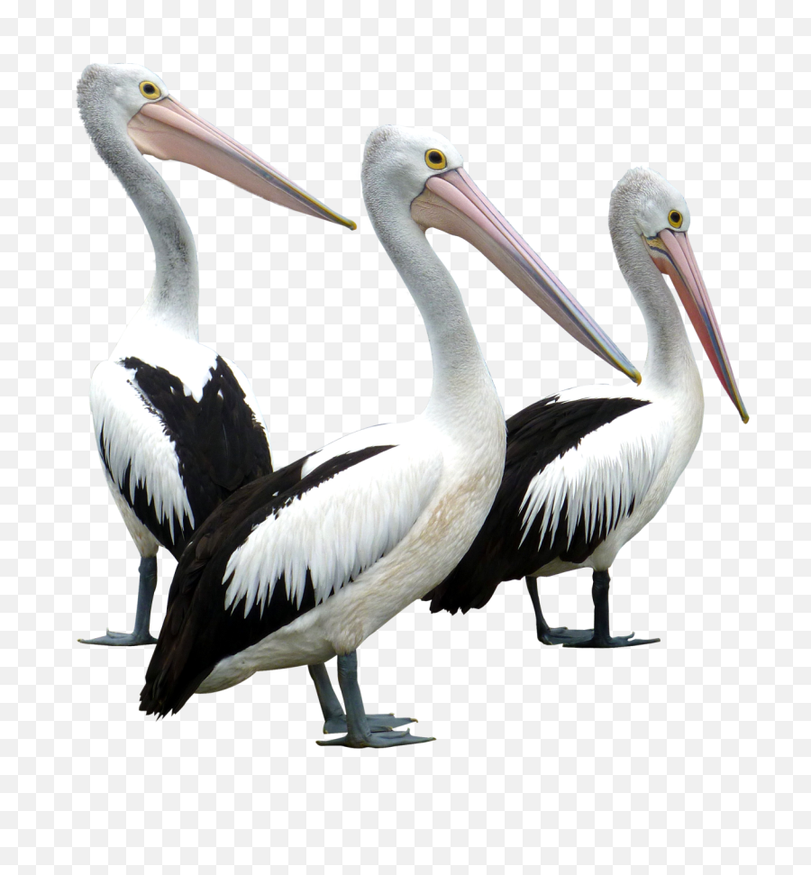Pelicans Bird Transparent Png Image Free Clipart Vectors - Pelican Bird Png,Pelicans Logo Png