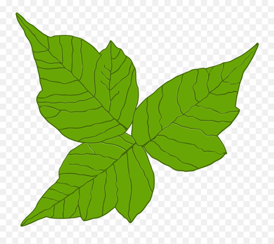 Poison Ivy Itch Danger - Free Vector Graphic On Pixabay Transparent Poison Ivy Png,Ivy Png