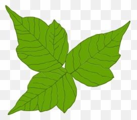 Poison Ivy Itch Danger - Free Vector Graphic On Pixabay Transparent Poison Ivy Png,Ivy Png
