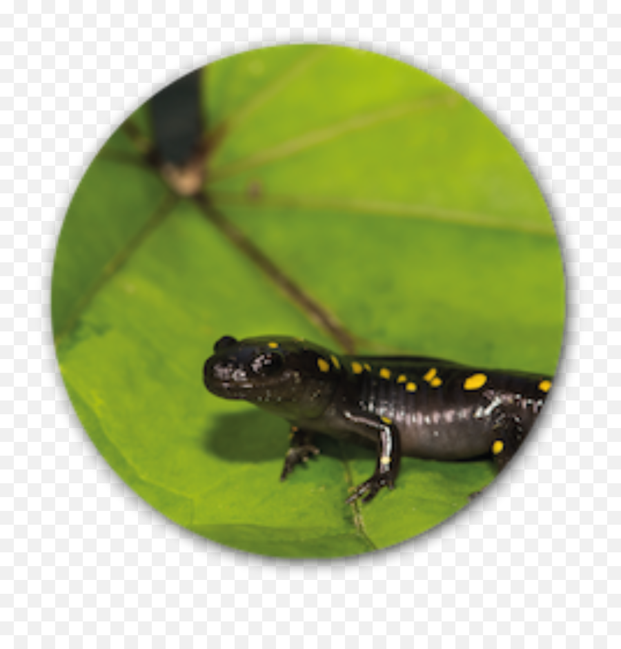 Salamander U0026 Toad Fencing Animex - Spotted Salamander Png,Salamander Icon