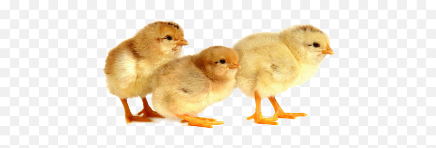 Home - Chicken Png,Baby Chicks Png