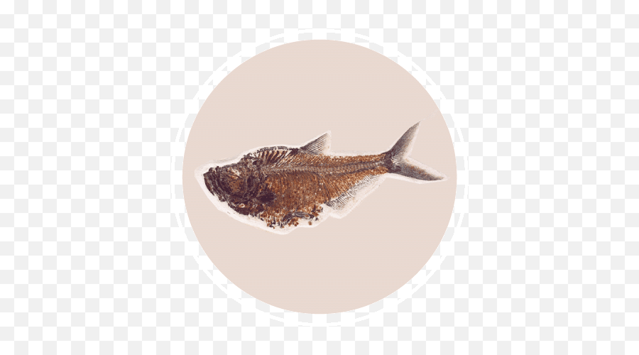 Living Fossil - An Overview Types And Examples Of Living Fossils Fossil Of A Fish In Water Png,Fish Fossil Icon