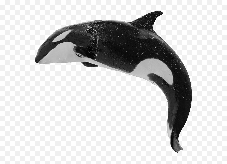 Download Hd By Orca Web Design - Killer Whale Png Killer Whale Png,Orca Png