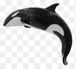 Download Hd By Orca Web Design - Killer Whale Png Killer Whale Png,Orca Png
