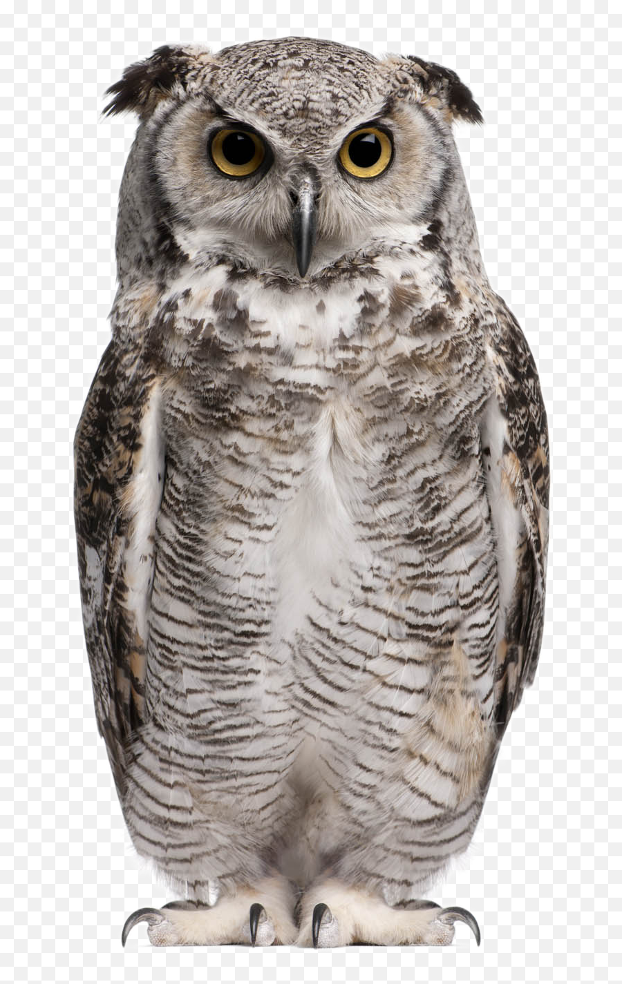 Owl Png Background Image - Owl Png,Owl Transparent