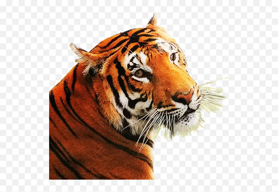 Background Image Web Design Graphics - Angry Tiger Png,Tiger Png