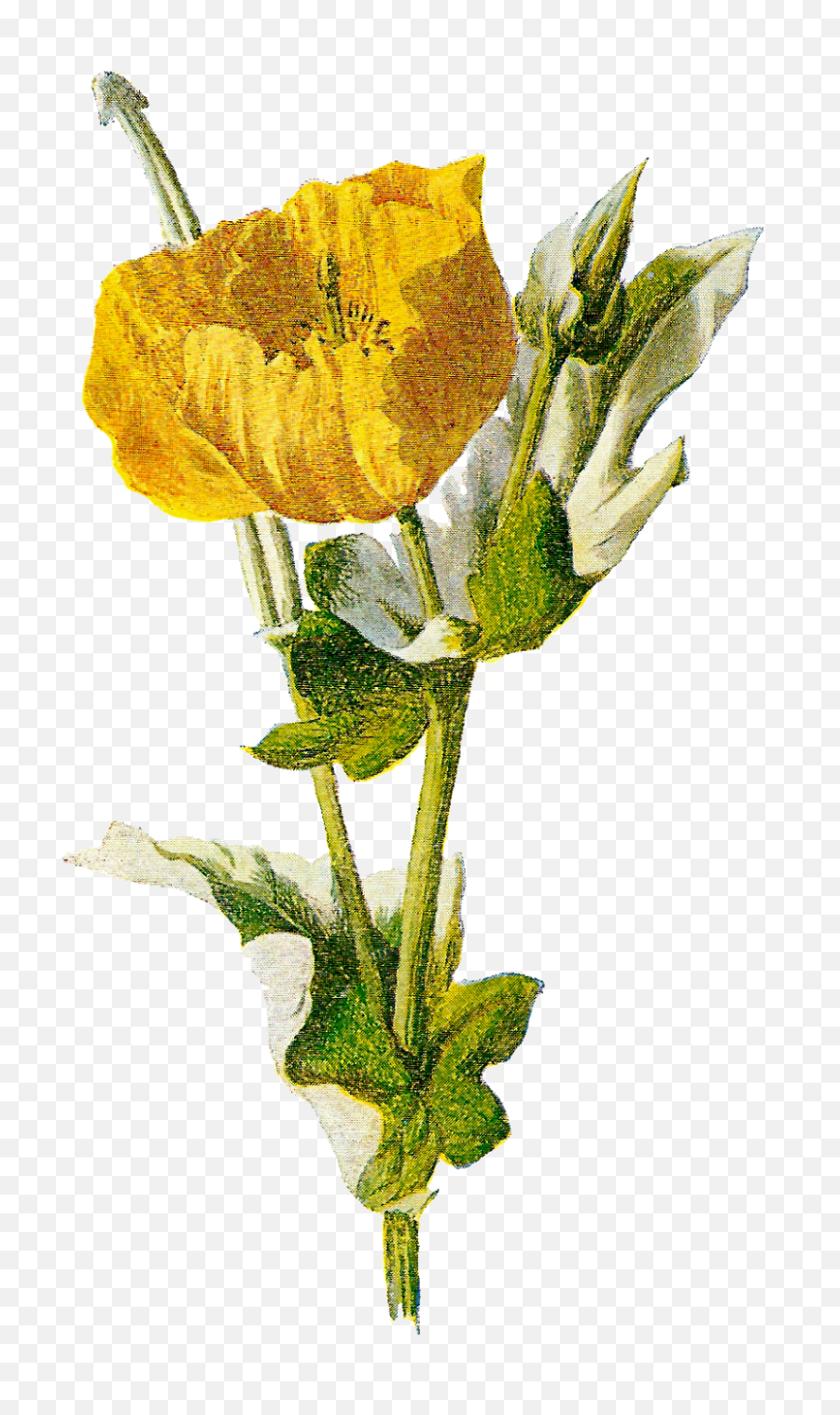 Antique Images Digital Download Wildflower Image Botanical - Opium Png,Poppy Png