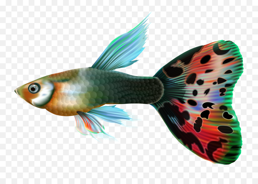 Male Guppy Fish Png Clip Art - Guppy,Fish Png Transparent