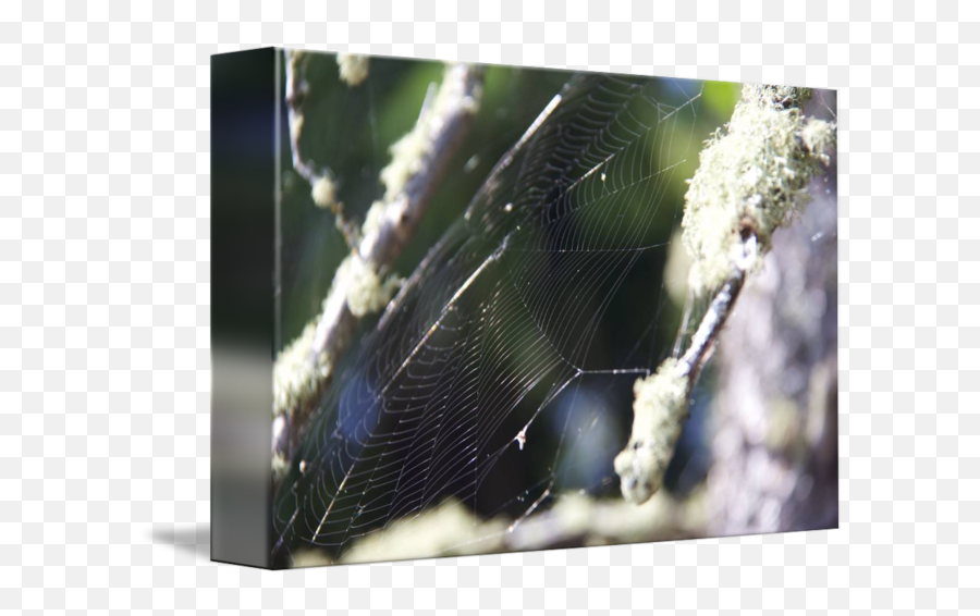 Crean By Nicola Chopin - Spider Web Png,Cobwebs Png