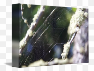 Crean By Nicola Chopin - Spider Web png