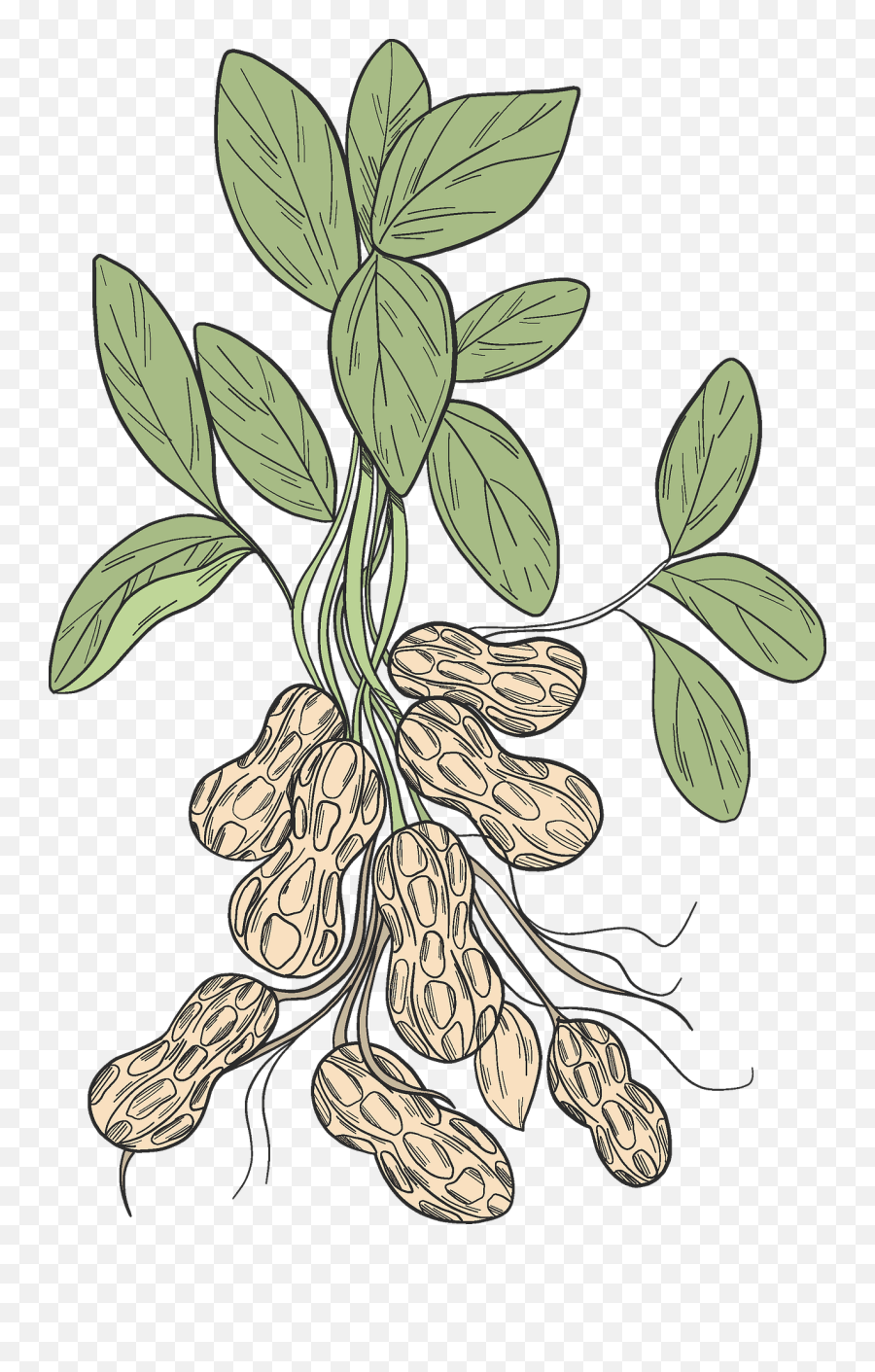 Peanut Plant Clipart Free Download Transparent Png Creazilla - Illustration,Plant Clipart Png