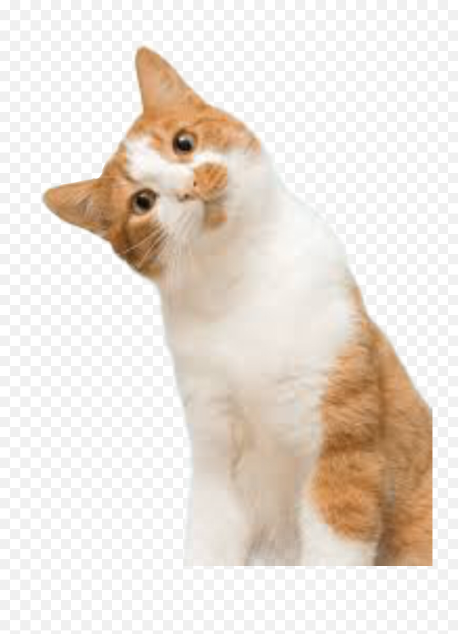 So Cat Cutecat Confusedcat - Cat Png,Orange Cat Png