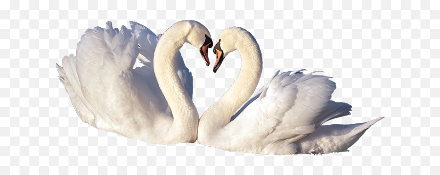 Download Love Birds Png - Portable Network Graphics Png Trumpeter Swan Birds Png,Love Birds Png