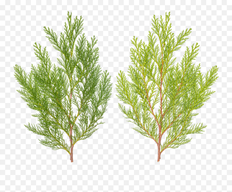 Poliigon Texture Search - Pond Pine Png,Cypress Tree Png