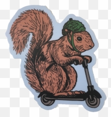 Squirrel - Squirrel Sticker Png,Squirrel Transparent
