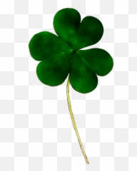 Day Shamrock Stock - Patricks Leave Png