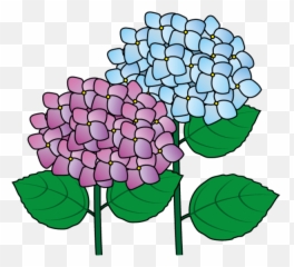 Hydrangea Clip Art Clipart - Hydrangea Png,Hydrangea Png