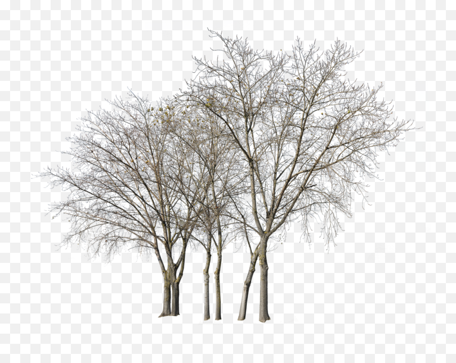 Cutout Trees - Transparent Background Tree Cut Out Png,Trees Background Png