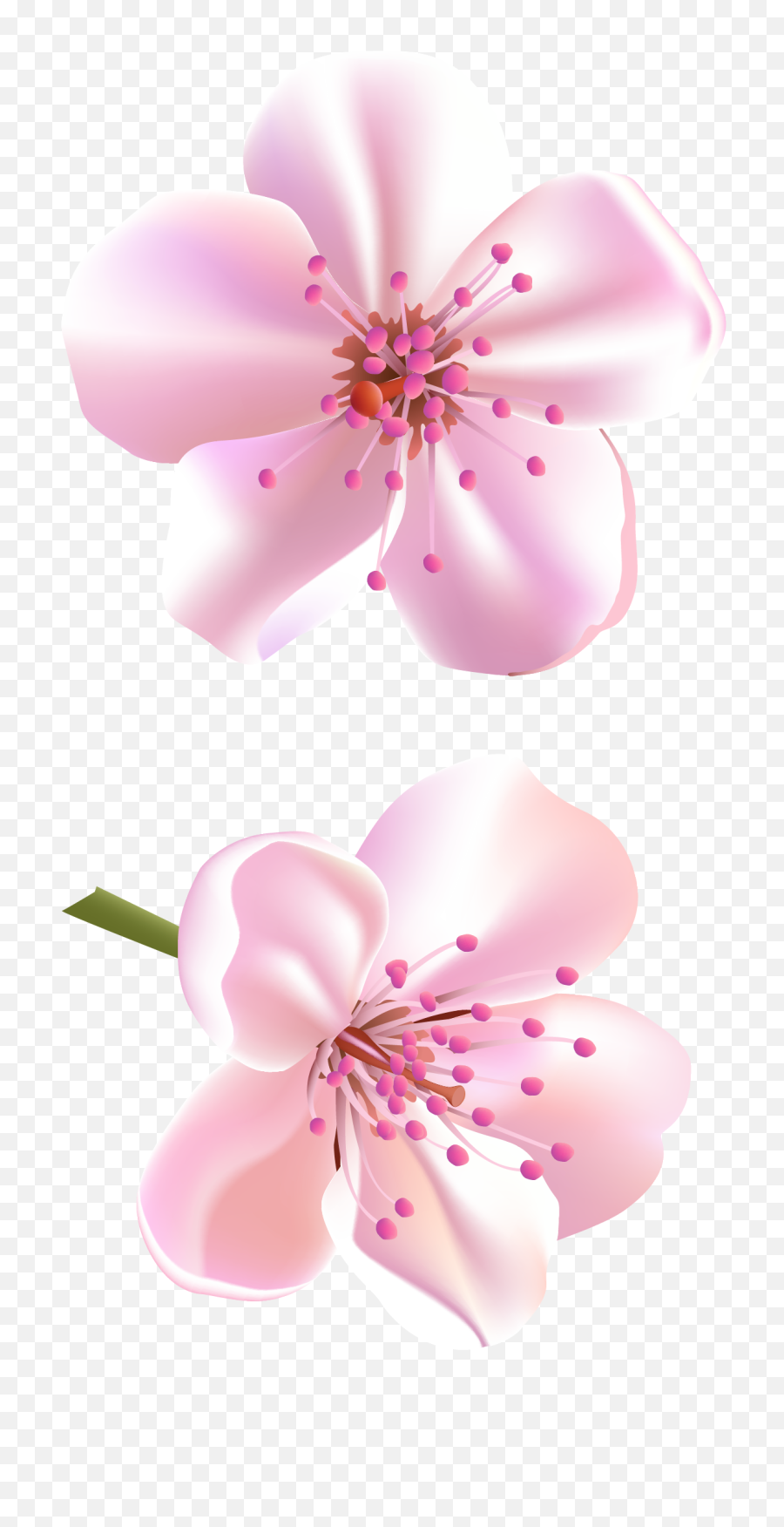 Download Spring Pink Tree Flowers Png Clipart - Png Clipart Pink Cherry Blossem Clip Art,Spring Flowers Png