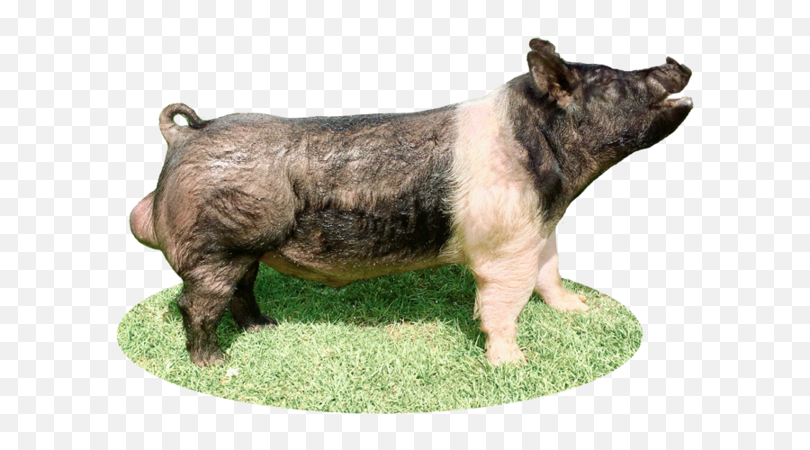 Semen Transparent Png Image - Domestic Pig,Semen Png