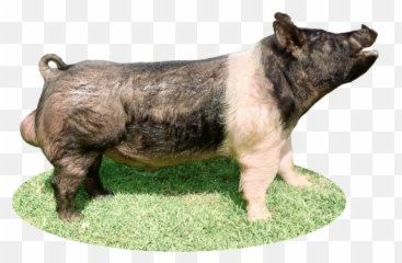 Semen Transparent Png Image - Domestic Pig,Semen Png
