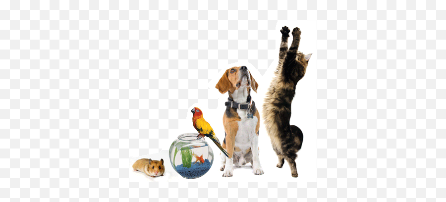 Transparent Png Image - Group Pet,Pets Png