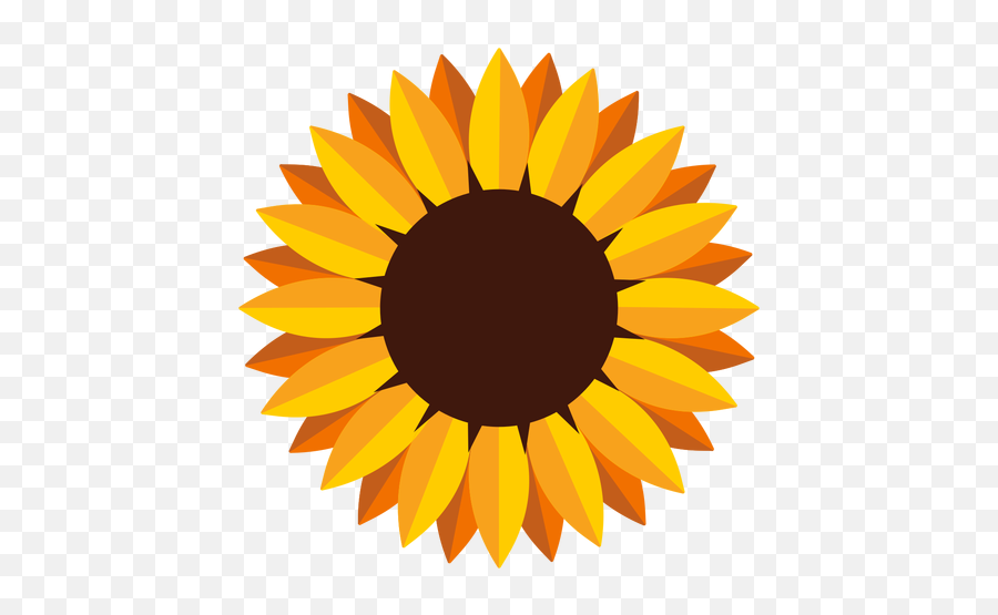Aislada De La Cabeza Del Girasol - Sunflower Graphic Png,Girasol Png