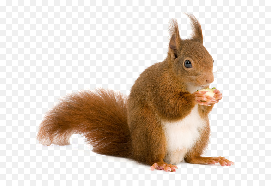 Squirrel Png - Red Squirrel Png,Squirrel Png