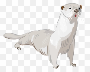 Otter Png Transparent - Ferret,Otter Png