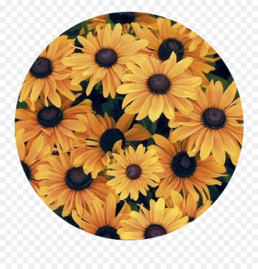 Sunflower Sticker By U2022 Png Green And Yellow Flower Logo