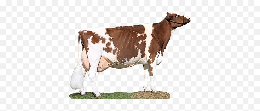 Dairy Cow Transparent Images Png Arts - Red And White Dairy Breed,Cow Transparent