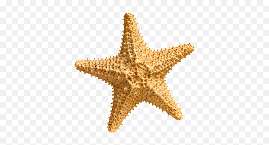 Starfish Png - Starfish Png,Starfish Transparent