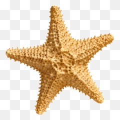 Starfish Png - Starfish Png,Starfish Transparent
