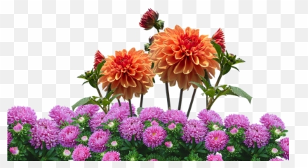 Dahlia Garden Blossom Png Flower