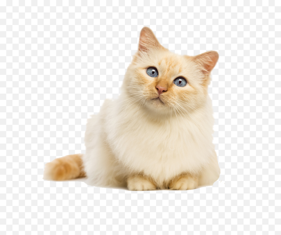 Tumblr - Cute Cat No Background Png,Cat With Transparent Background