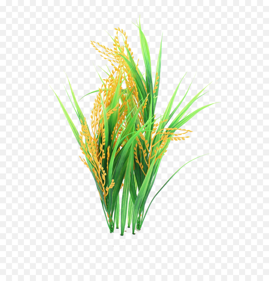 Rice Plant Png Transparent Images - Rice Plant Transparent Background,Rice Transparent Background