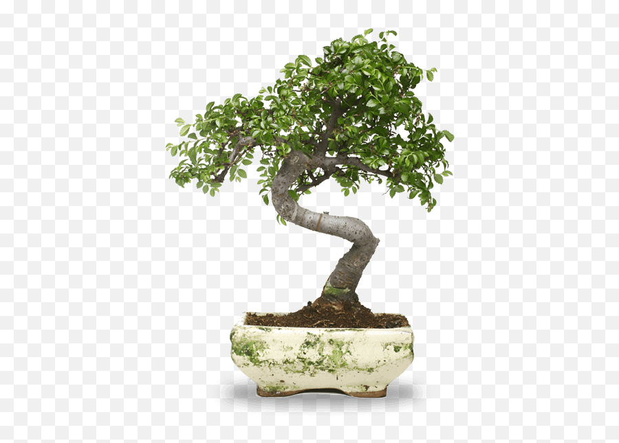 Bonsai Workshops Classes And Events - Everyday Life Daily Life Quotes Png,Bonsai Tree Png