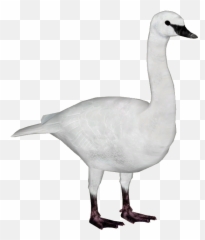 Swan Png Image Transparent Arts - Trumpeter Swan Png,Goose Transparent