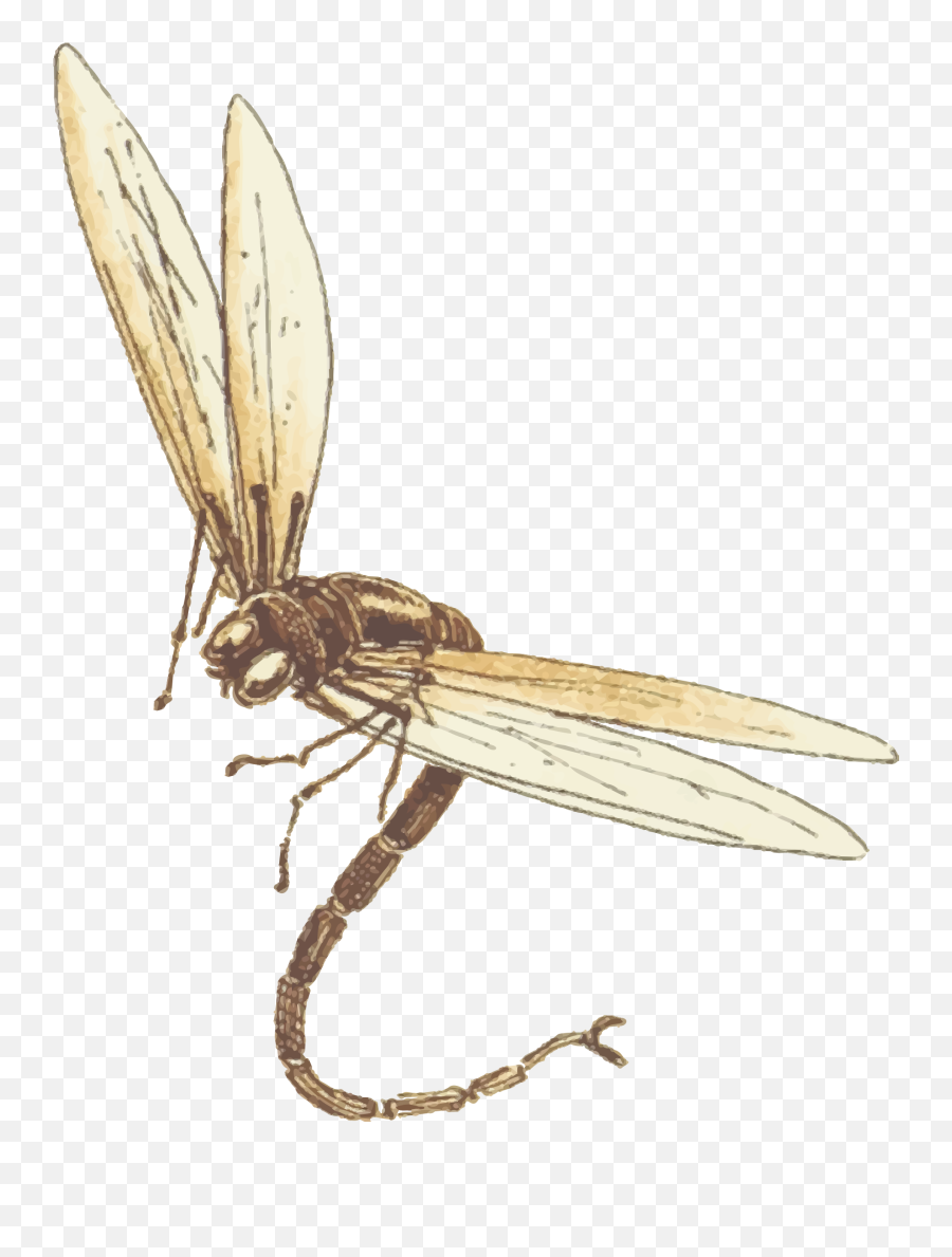 Dragonfly Download Png Image Mart - Flying Insects In Flight,Dragonfly Png