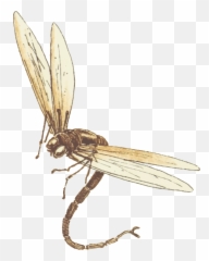 Dragonfly Download Png Image Mart - Flying Insects In Flight,Dragonfly Png