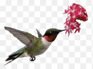 Transparent - Flowers Rubythroated Hummingbird Archilochus Ruby Throated Hummingbird Transparent Png,Hummingbird Transparent
