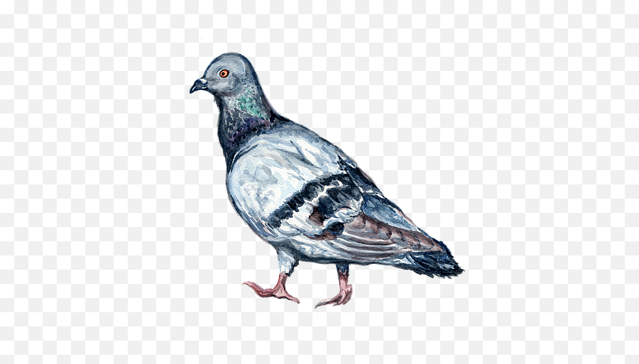 Projects Mysite - Stock Dove Png,Pigeon Png