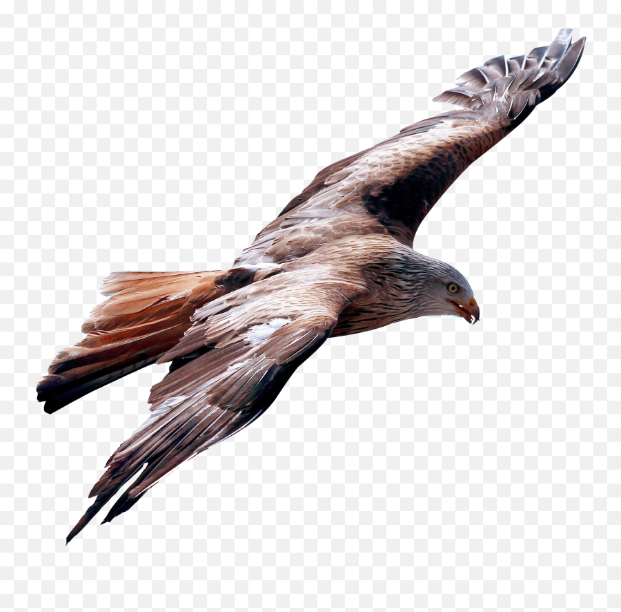 Download Eagle Fly Png Image For Free - Free Kite Animal Png,Bird Flying Png