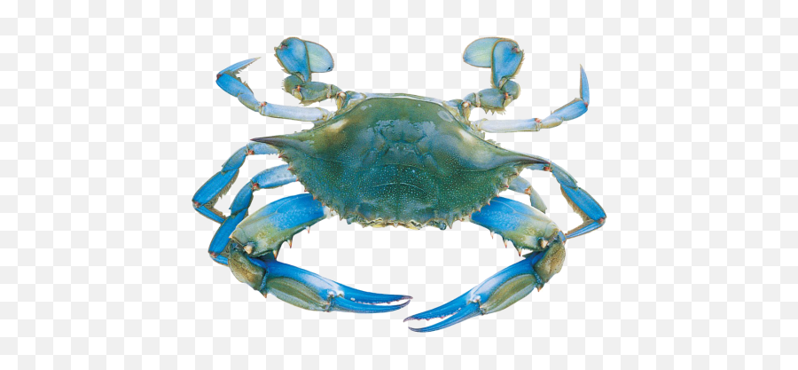 Transparent Background Blue Crab Clipart - Do Blue Crabs Live Png,Crab Transparent Background
