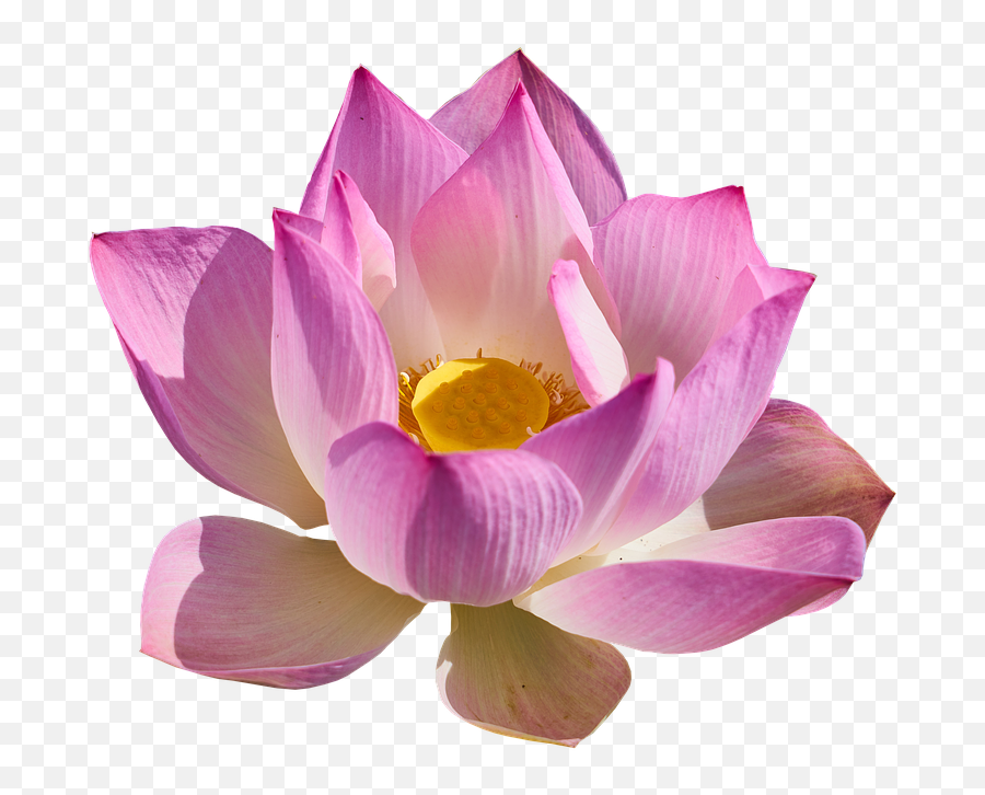 Lotus Png Background