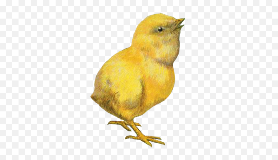 Funny And Cute Easter Clip Art - Canary Png,Easter Clipart Png