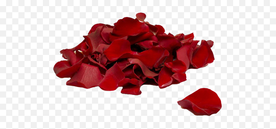 Bigstock Red Rose Petals 1638137 - Rose Petals 650x400 Rose Petals Png,Rose Petals Png