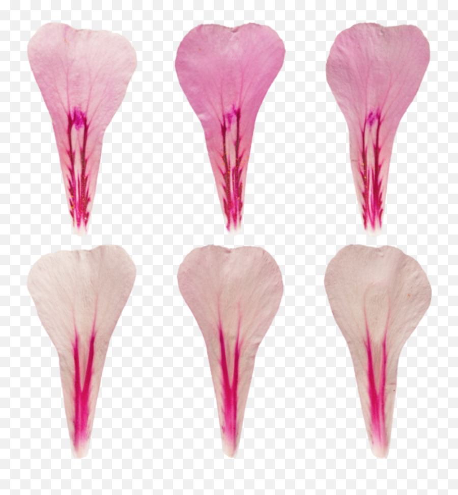 Poliigon Texture Search - Artificial Flower Png,Pink Petals Png